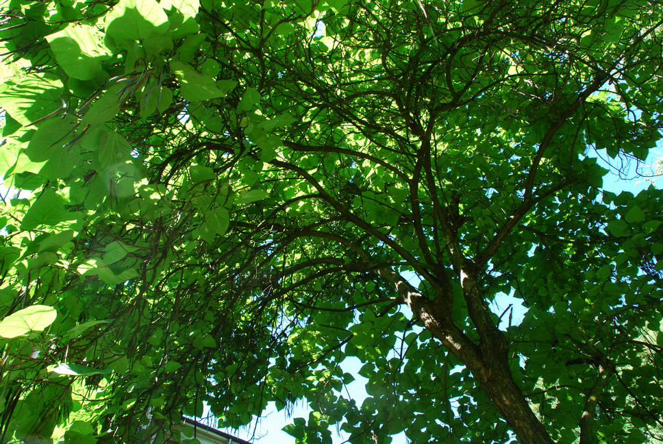 Orto Botanico_091.JPG - CATALPA